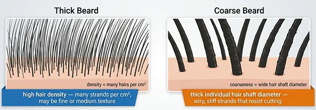 Thick beard versus coarse beard comparison, hair density showing many fine hairs packed together versus fewer thick wiry coarse hair strands under magnification